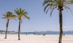 Palmy nad piaszczystą plażą Playa de Muro. W oddali widać morze, molo i góry.