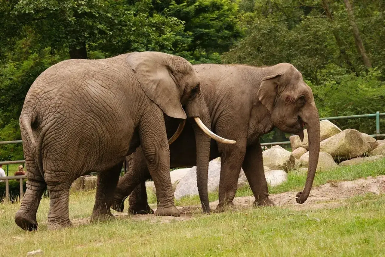 Dwa słonie wędrują po wybiegu w największym zoo w Polsce.